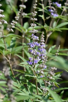Vitex agnus is an important medicinal plant and is also used in medicine.