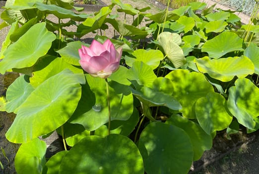 The lotus flower,Lotus nucifera,is a beautiful Indian water and medicinal plant