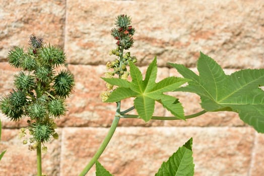 Castor oil,Ricinus communis,is a poisonous and medicinal plant with red flowers and poisonous beans.