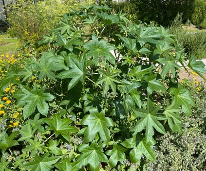 Castor oil,Ricinus communis,is a poisonous and medicinal plant with red flowers and poisonous beans.