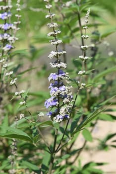 Vitex agnus is an important medicinal plant and is also used in medicine.