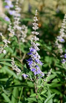 Vitex agnus is an important medicinal plant and is also used in medicine.