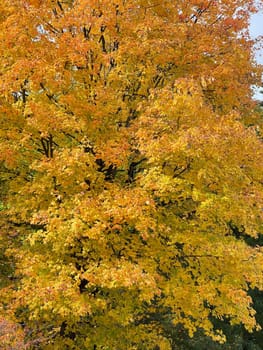 Maple tree,Acer with beautiful autumn colour in October. Maple tree,acer with beautiful autumn colors in October.