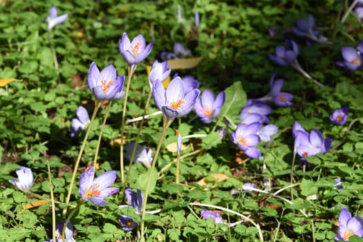 Autumn crocus,crocus speciosus,is a species of crocus that blooms only in autumn. Autumn crocus,crocus speciosus,is a species of crocus that only blooms in autumn.