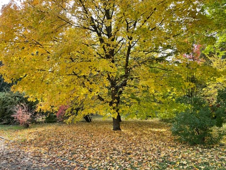 Maple tree,Acer with beautiful autumn colour in October. Maple tree,acer with beautiful autumn colors in October.