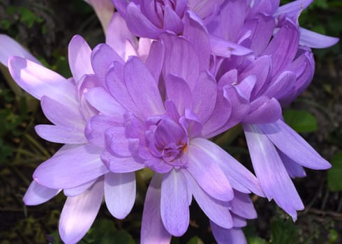 Herbstzeitlose,Colchicum,autumnale has pink blues. It is a poisonous plant and an important medicinal plant. Autumn crocus,Colchicum,autumnale has pink flowers. It is a poisonous plant and an important medicinal plant.