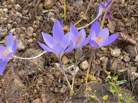 Autumn crocus,crocus speciosus,is a species of crocus that blooms only in autumn. Autumn crocus,crocus speciosus,is a species of crocus that only blooms in autumn.