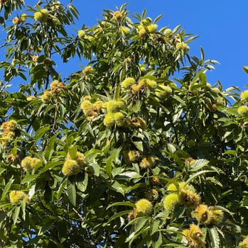 Chestnuts,Castanea sativa,are edible chestnuts that thrive mainly in the Mediterranean. Sweet chestnuts,Castanea sativa,are edible chestnuts that thrive mainly in the Mediterranean.