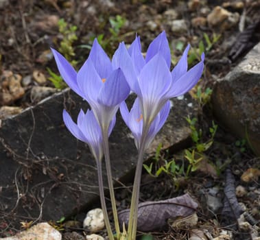 Autumn crocus,crocus speciosus,is a species of crocus that blooms only in autumn. Autumn crocus,crocus speciosus,is a species of crocus that only blooms in autumn.