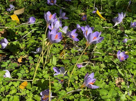 Autumn crocus,crocus speciosus,is a species of crocus that blooms only in autumn. Autumn crocus,crocus speciosus,is a species of crocus that only blooms in autumn.