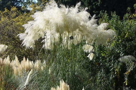 Ampas grass,Cortaderia selloana is a grass species with long attractive fronds in autumn. Pampas grass,Cortaderia selloana,is a type of grass with long attractive fronds in autumn.