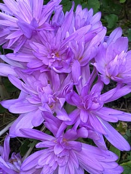 Herbstzeitlose,Colchicum,autumnale has pink blues. It is a poisonous plant and an important medicinal plant. Autumn crocus,Colchicum,autumnale has pink flowers. It is a poisonous plant and an important medicinal plant.