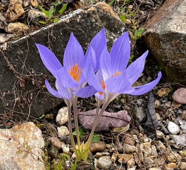 Autumn crocus,crocus speciosus,is a species of crocus that blooms only in autumn. Autumn crocus,crocus speciosus,is a species of crocus that only blooms in autumn.