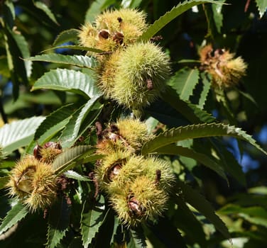 Chestnuts,Castanea sativa,are edible chestnuts that thrive mainly in the Mediterranean. Sweet chestnuts,Castanea sativa,are edible chestnuts that thrive mainly in the Mediterranean.