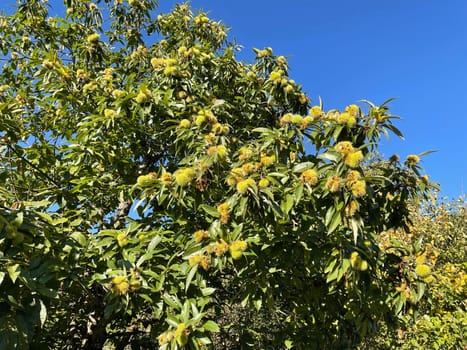Chestnuts,Castanea sativa,are edible chestnuts that thrive mainly in the Mediterranean. Sweet chestnuts,Castanea sativa,are edible chestnuts that thrive mainly in the Mediterranean.