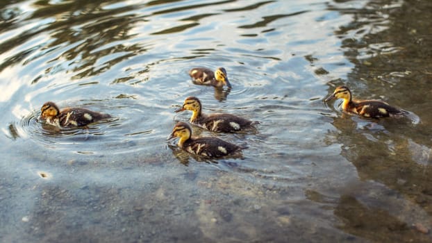 Mallard (wild duck) ducklings swimming in water.
