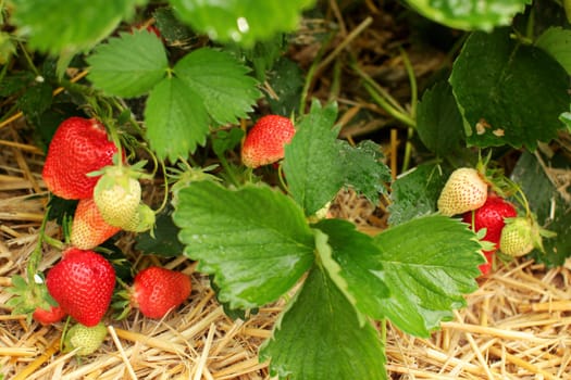 Strawberries leaves, fruits - ripe and unripe, with straw under. Farm field in early summer.