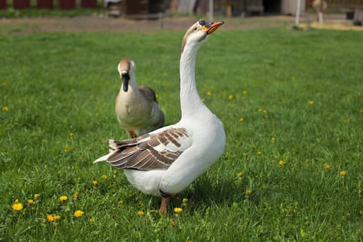 Gander and goose walking on a meadow with dandelions in farm.
