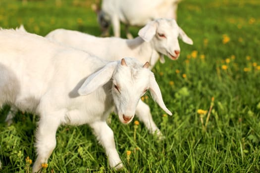Young goat kids playing and grazing on spring green meadow with dandelions on a sunny afternoon.