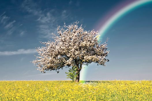 apple tree blossom with rainbow in infrared colors