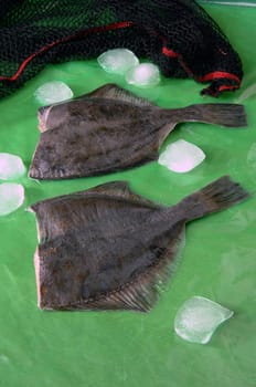 Flounder, flatfish the general name of a flatfish