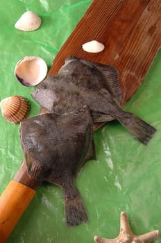 Flounder, flatfish the general name of a flatfish