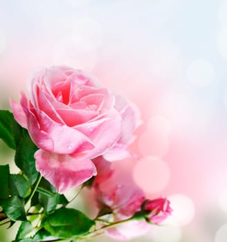 Beautiful pink rose in the garden