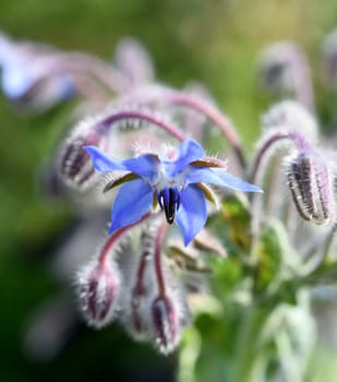 Borage,Borago officinalis,is an important medicinal and medicinal plant. The herb is also used in the Frankfurt green sauce.