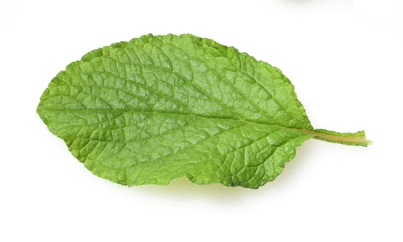 Borage,Borago officinalis,is an important medicinal and medicinal plant. The herb is also used in the Frankfurt green sauce.