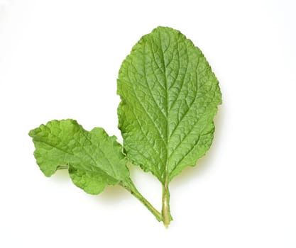 Borage,Borago officinalis,is an important medicinal and medicinal plant. The herb is also used in the Frankfurt green sauce.
