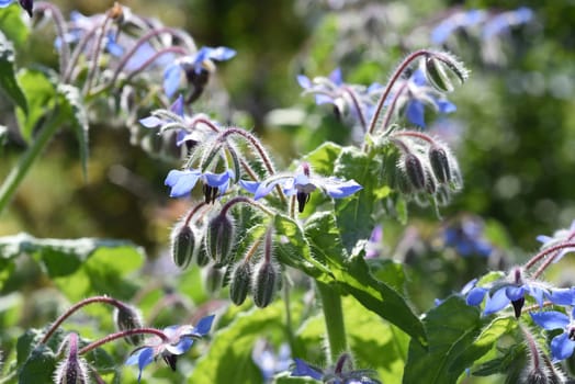 Borage,Borago officinalis,is an important medicinal and medicinal plant. The herb is also used in the Frankfurt green sauce.