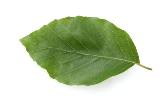 Beech,Fagus,sylvatica,is a deciduous tree,which is often found in our forests. It is a powerful tree and its wood is an important timber supplier.