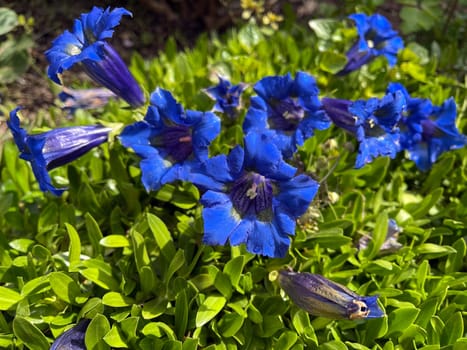 Gentian,Gentiana acaulis,the silicate gentian comes from the mountains of Central Europe. It is a deep blue flowering perennial that should not be missing in any garden.