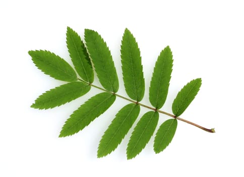 Mountain ash,Sorbus aucuparia,is a native tree species.
