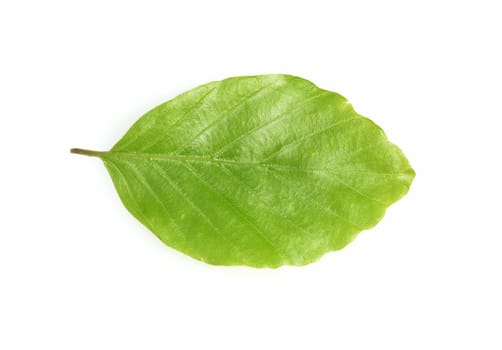 Beech,Fagus,sylvatica,is a deciduous tree,which is often found in our forests. It is a powerful tree and its wood is an important timber supplier.