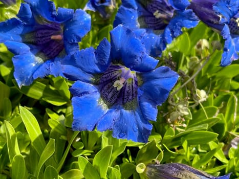 Gentian,Gentiana acaulis,the silicate gentian comes from the mountains of Central Europe. It is a deep blue flowering perennial that should not be missing in any garden.