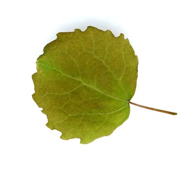 Aspen leaf,Populus tremula,also called aspen is a hardwood.