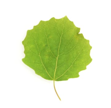 Aspen leaf,Populus tremula,also called aspen is a hardwood.