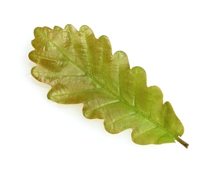 Oak,Quercus robur,is a native tree.