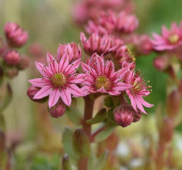 Houseleek,Sempervivum,tectorum,is a medicinal plant and an alpine flower with red flowers.