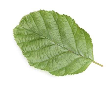 Alder leaf,Alnus glutinosa,alder is a native tree species.