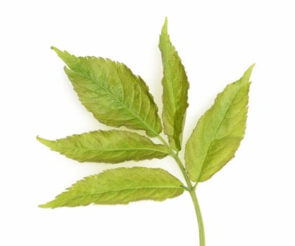Elderberry leaf,Sambucus nigra,is a native bush species.