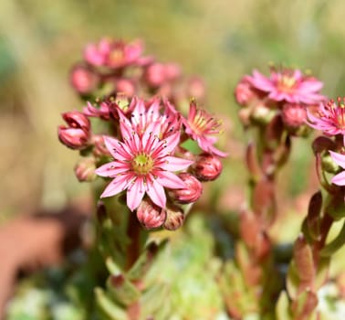 Houseleek,Sempervivum,tectorum,is a medicinal plant and an alpine flower with red flowers.