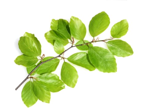 Beech,Fagus,sylvatica,is a deciduous tree,which is often found in our forests. It is a powerful tree and its wood is an important timber supplier.
