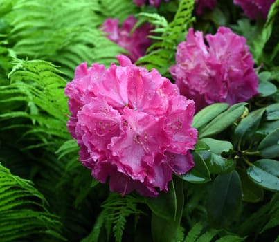 Rhododendron Germania is an evergreen dwarf wood that produces beautiful flowers in spring.