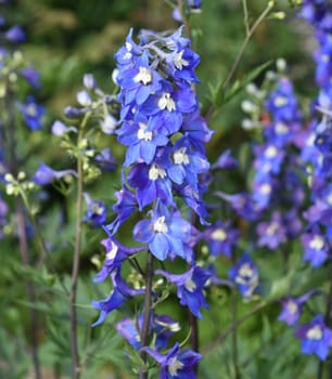 Larkspur,Delphinium elatum,is a beautiful perennial plant with blue flowers.