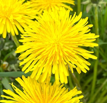 Taraxacum officinale as a wall flower,is a pioneer plant and survival artist that can also thrive on gravel roads.