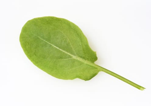 Sorrel,Rumex acetosa,is a vegetable and medicinal plant that also occurs wild on meadows.