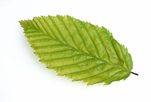 Common hornbeam,Carpinus,betulus,is a deciduous tree,which is often found in our forests. It is a powerful tree and its wood is an important timber supplier.