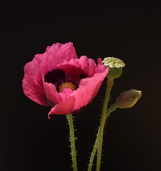 Opium poppy,Papaver somniferum is an intoxicant and a useful and medicinal plant.